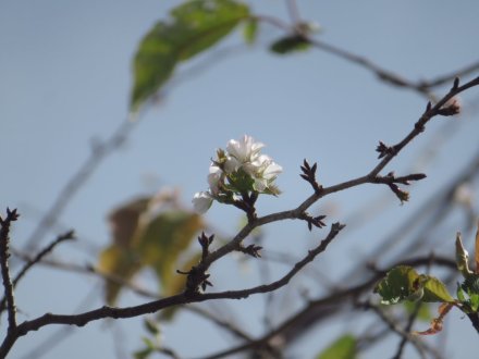サクラ、キンモクセイ、見頃の花々（2023.10.11）