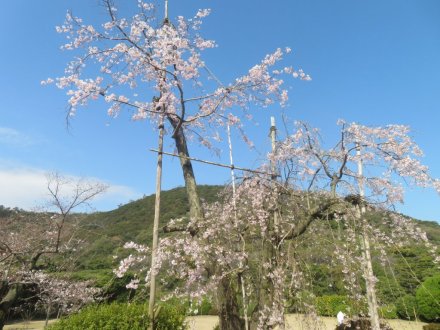桜の様子（2024.4.1）