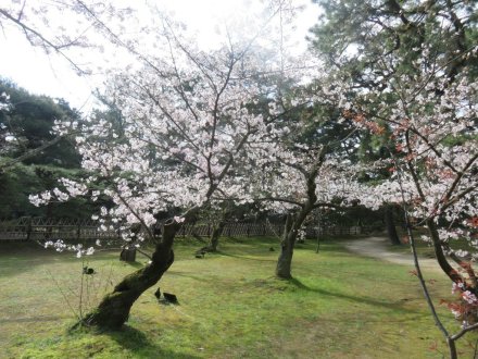 桜の様子（2024.4.1）
