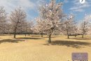 桜の名所「桜の馬場」にて桜が舞う様子が楽しめます！（※貸出用タブレットのみ）