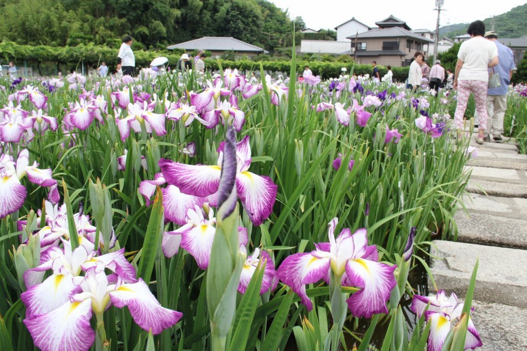 かわつ花菖蒲園｜スポット・体験｜香川県観光協会公式サイト - うどん