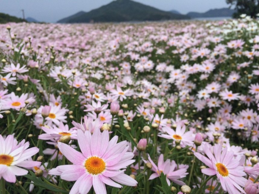 マーガレットの生産量日本一を誇る香川県