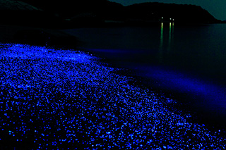 아와시마 섬 바다반딧불이