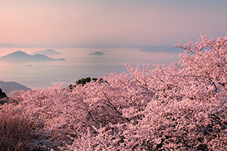 시우데야마 산 벚꽃