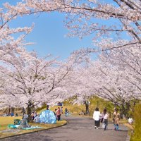 高松空港公園（桜）