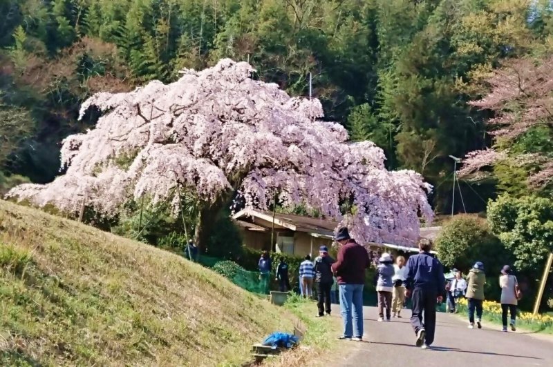 堀池の枝垂れ桜