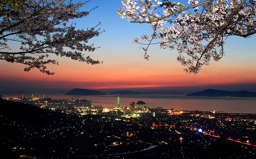 Cherry Blossoms of Mt. Shiude
