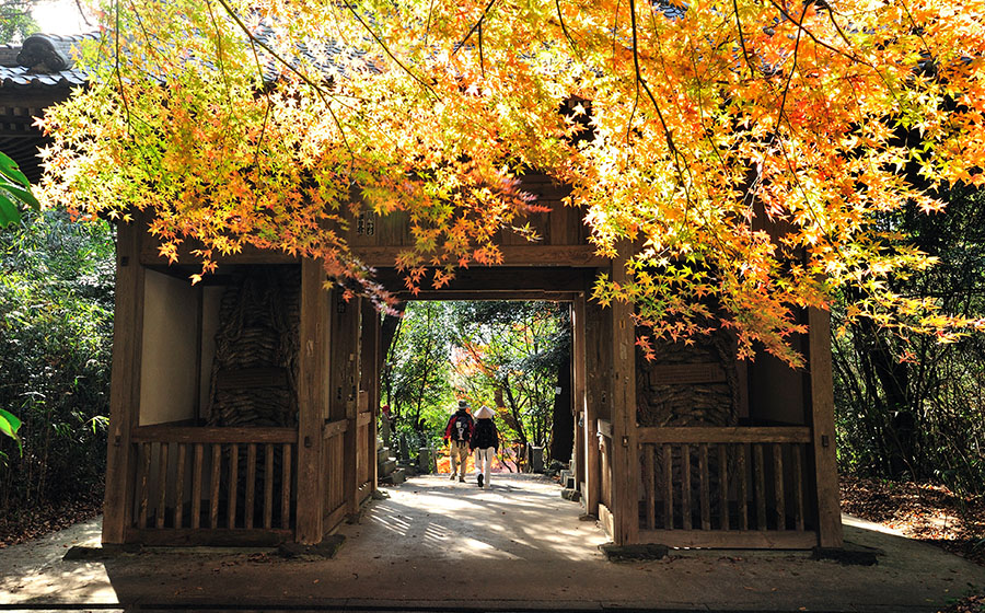Autumn Leaves in Iyadaniji Temple
