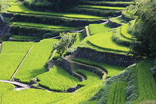 Nakayama Senmaida (Nakayama Terrace Rice Fields)