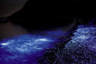 Awashima Sea Fireflies