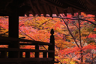 Autumn Leaves in Okuboji Temple