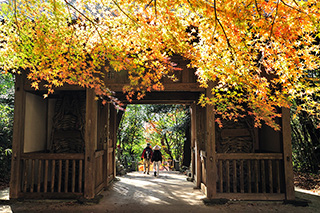Autumn Leaves in Iyadaniji Temple