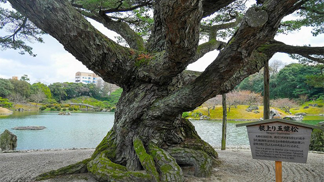日本第一的松樹