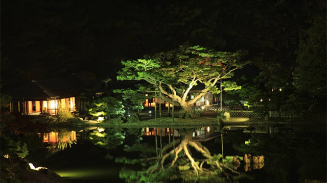 日本第一的松樹