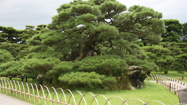 日本第一的松树