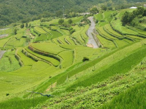 nakayama senmaida terraced rice field