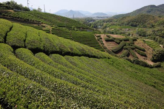 tea plantation in takase