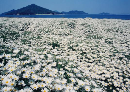 shonai peninsula flower park urahima