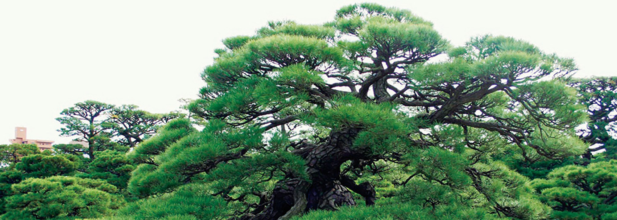 Le jardin de Ritsurin