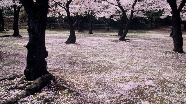 Galerie photo  saisonnière : Printemps