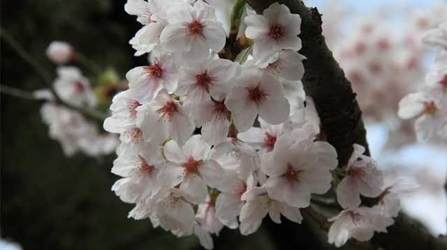 Galerie photo  saisonnière : Printemps