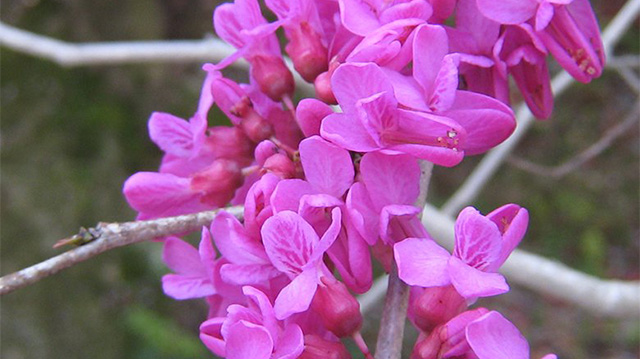 Galerie photo  saisonnière : Printemps