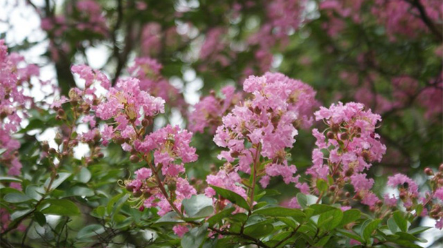 Galerie photo  saisonnière : Été