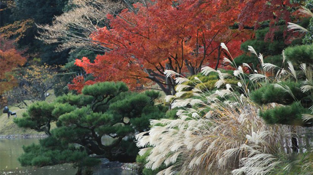 Galerie photo  saisonnière : Automne