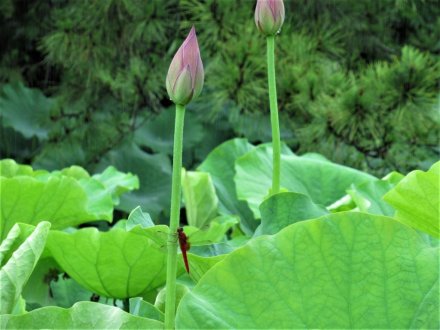 ハスの季節がやってきました 花だより 栗林公園 香川県観光協会公式サイト うどん県旅ネット