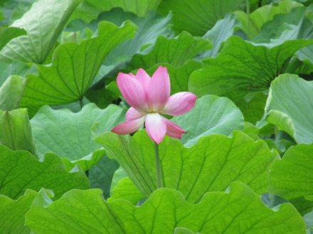 ハスの季節がやってきました 花だより 栗林公園 香川県観光協会公式サイト うどん県旅ネット