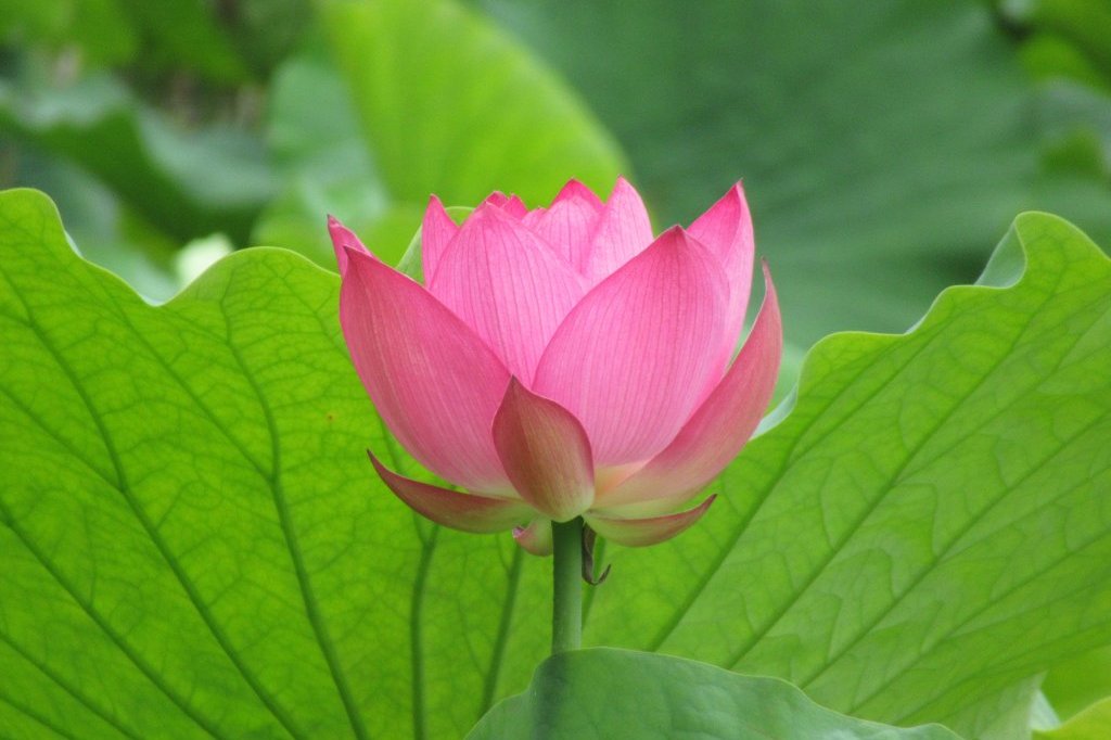 青渓のヤブカンゾウが咲き始めました