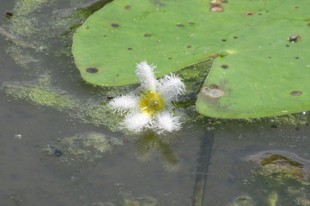 青渓のヤブカンゾウが咲き始めました