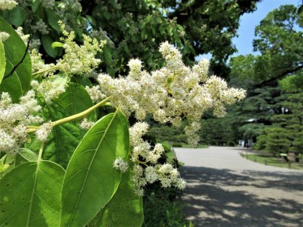 見頃の花々 花だより 栗林公園 香川県観光協会公式サイト うどん県旅ネット 見頃の花々 花だより 栗林公園 香川県観光協会公式サイト うどん県旅ネット