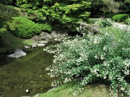 見頃の花々