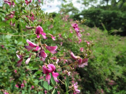見頃の花々