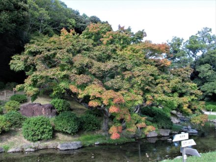 10月20日 紅葉の状況