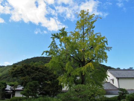 10月20日 紅葉の状況