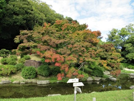 10月29日 紅葉の状況