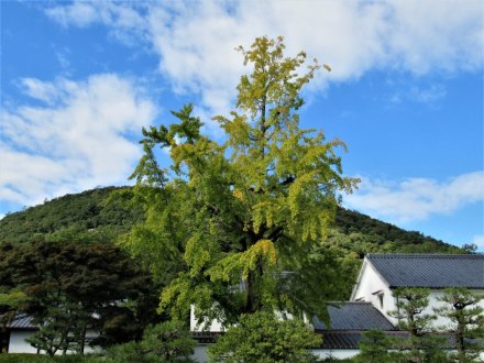 10月29日 紅葉の状況