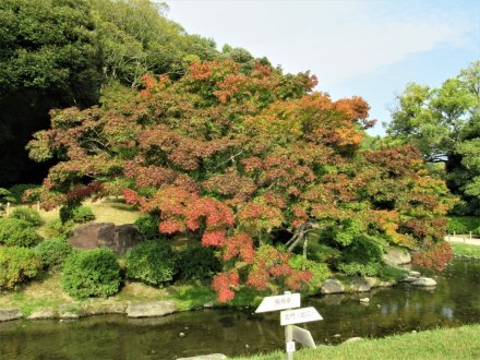 11月4日 紅葉の状況