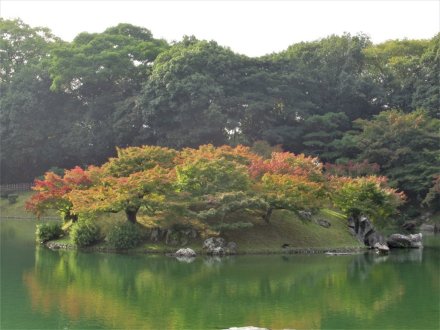 11月4日 紅葉の状況