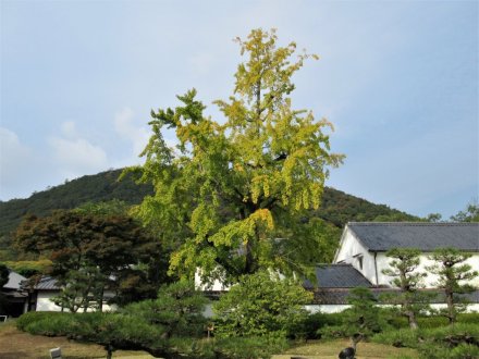 11月4日 紅葉の状況