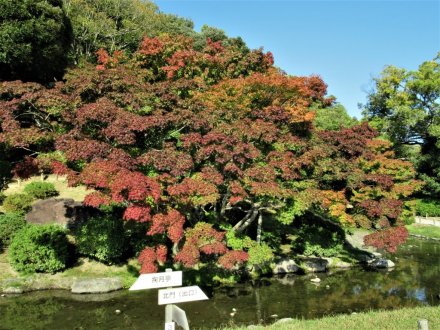 11月9日 紅葉の状況