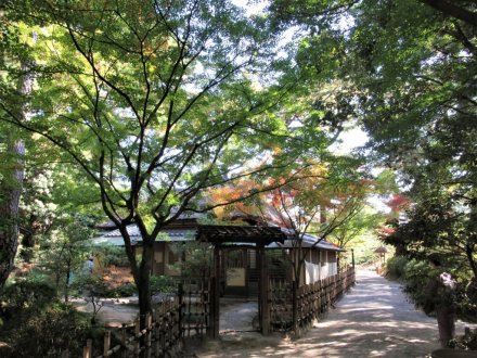 11月9日 紅葉の状況