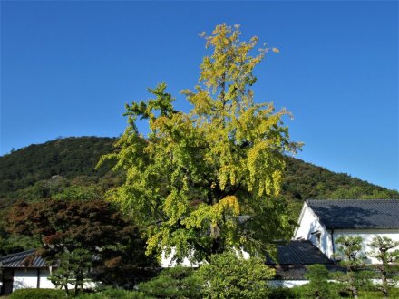 11月9日 紅葉の状況