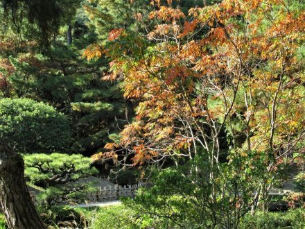 11月9日 紅葉の状況