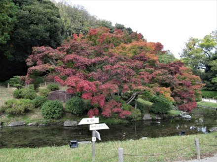 11月17日 紅葉の状況【見頃】
