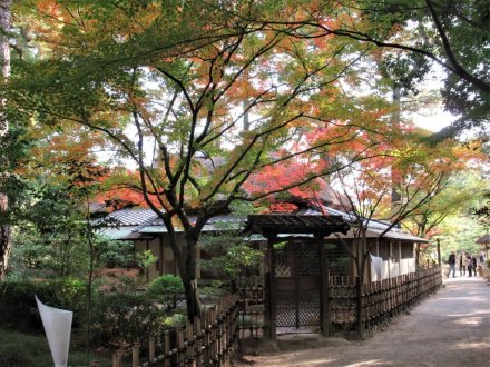 11月17日 紅葉の状況【見頃】