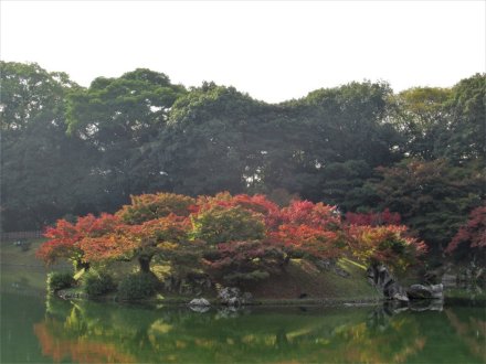 11月17日 紅葉の状況【見頃】