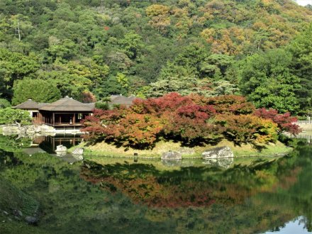 11月17日 紅葉の状況【見頃】